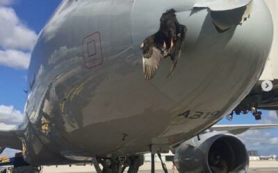 Big crash between american airline airbus and big goose