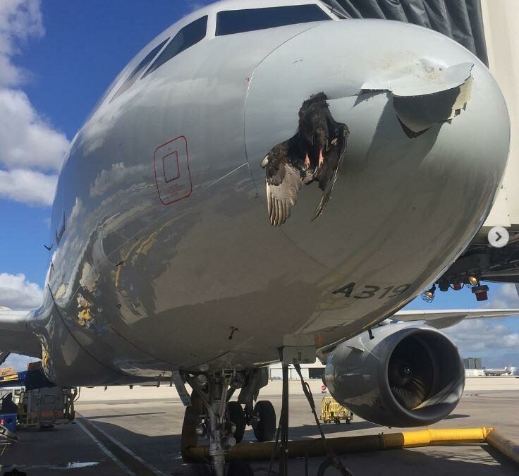 Big crash between american airline airbus and big goose