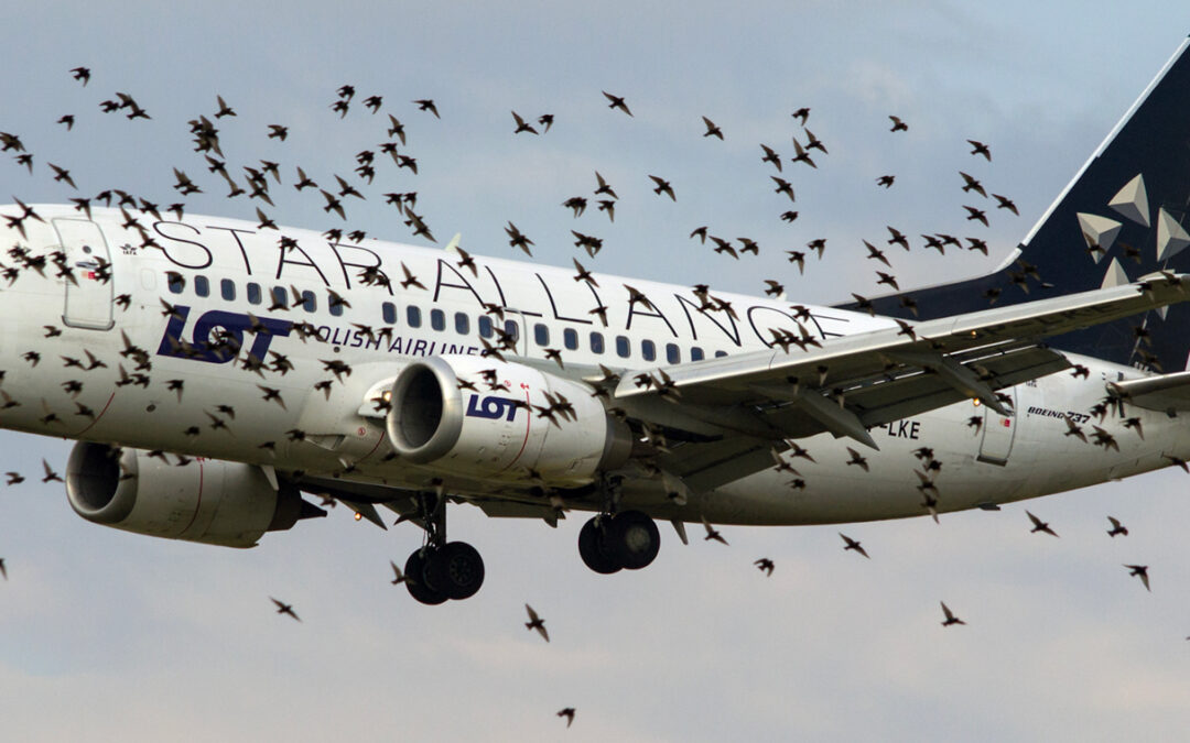 The Edge Company launches BCMS® Ventur: the solution to mitigate the birDstrike phenomenon