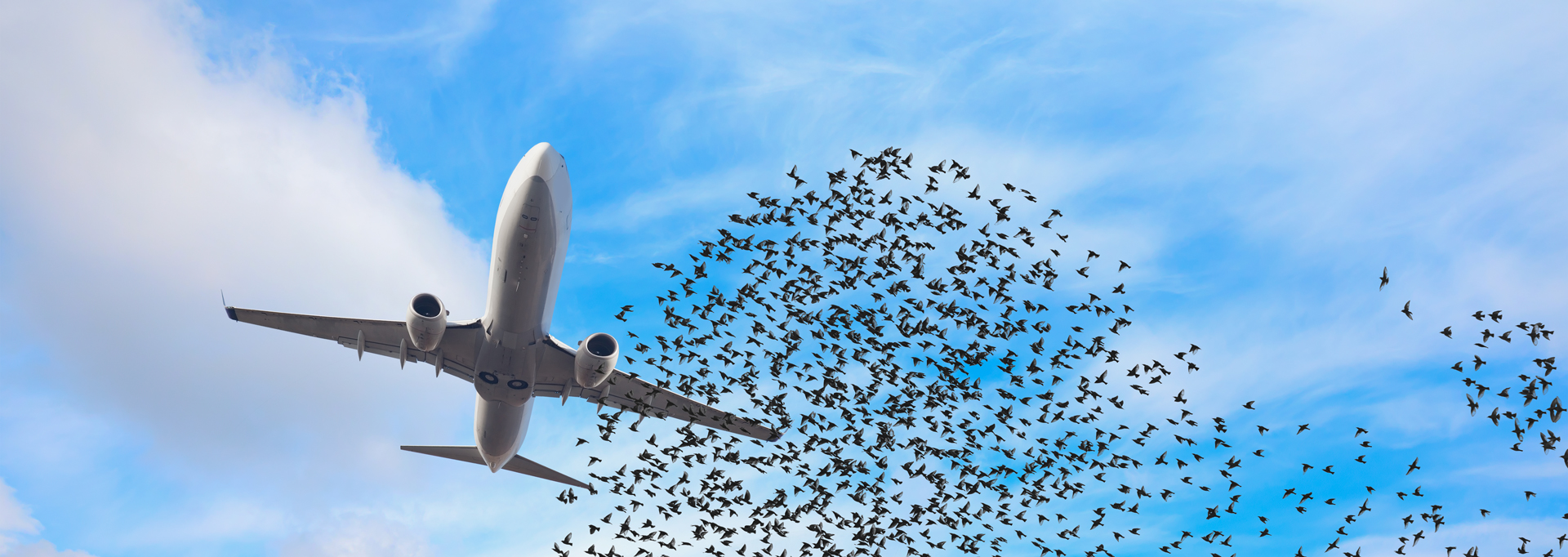 AIRPLANE surrounded by birds