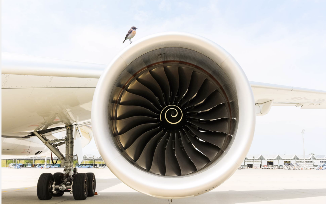 bird on the airplane engine