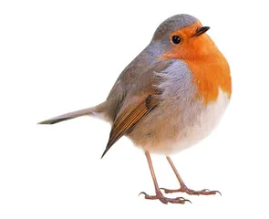 Eolic plant bird protection