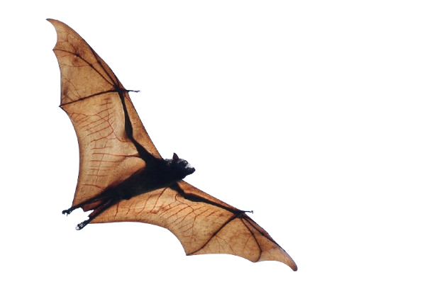 MONITORING BATS