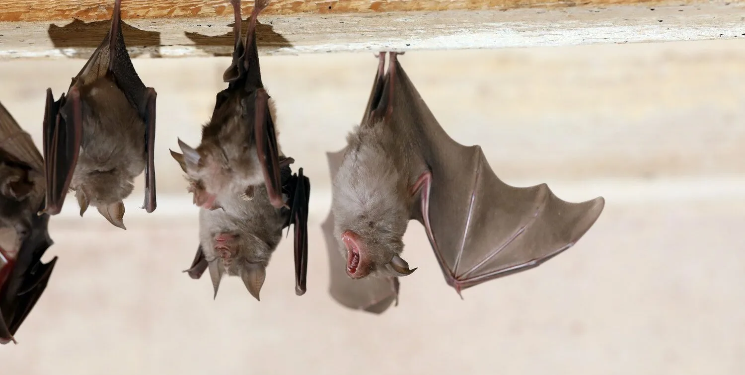 MONITORING BATS